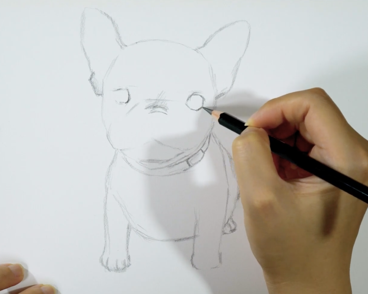 How to Draw a French Bulldog