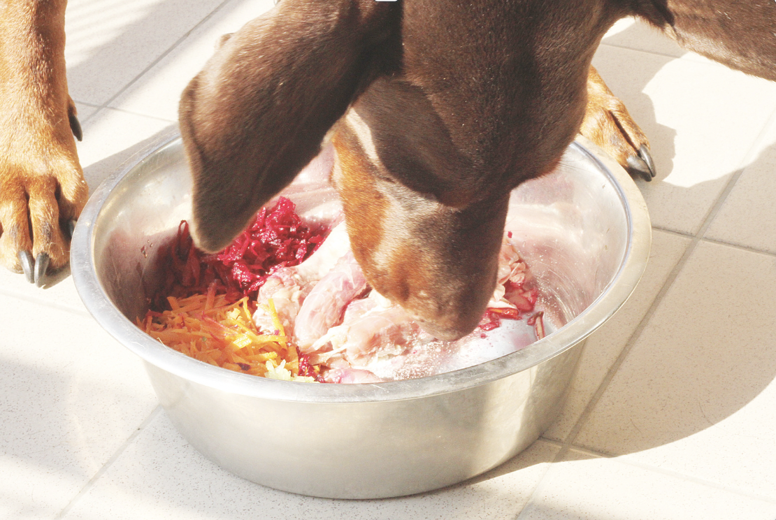Boiled Chicken for Dogs