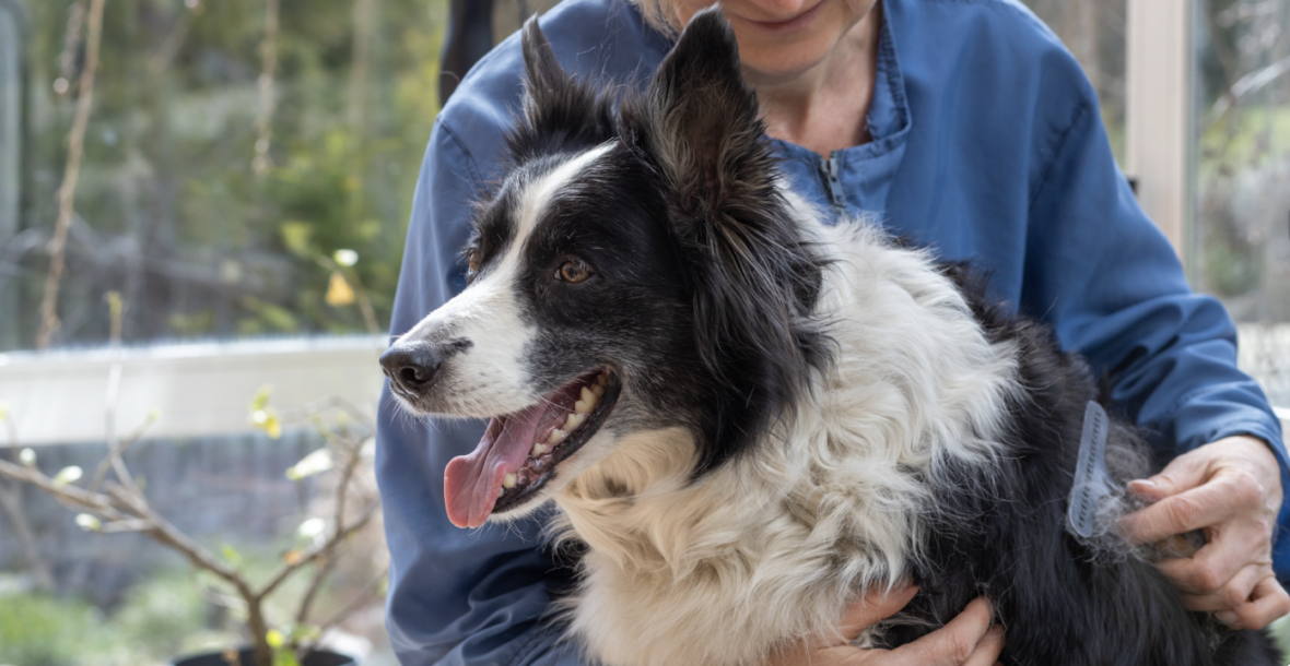 Are Border Collies Hypoallergenic: brushing a border collie