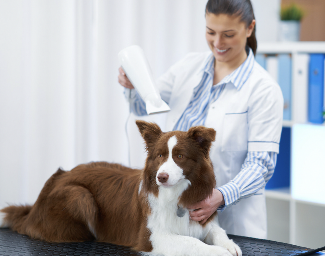 Are Border Collies Hypoallergenic: Border collie at groomer