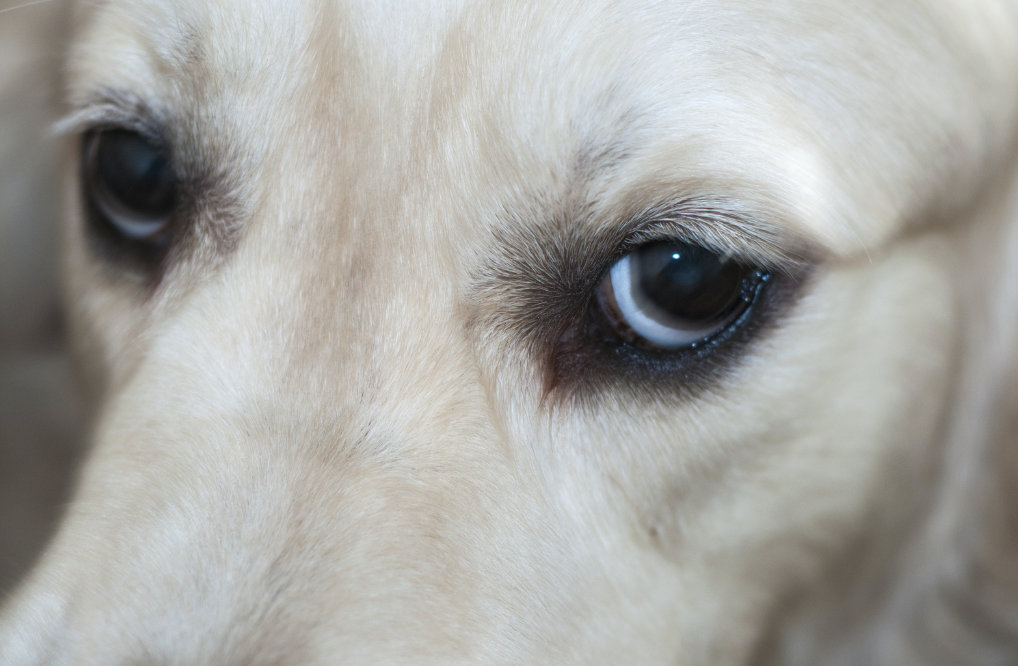 Do dogs like hugs: Dog half-moon eyes