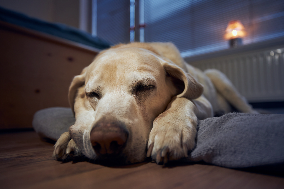 Why Do Dogs Sleep with Their Bum Facing You?