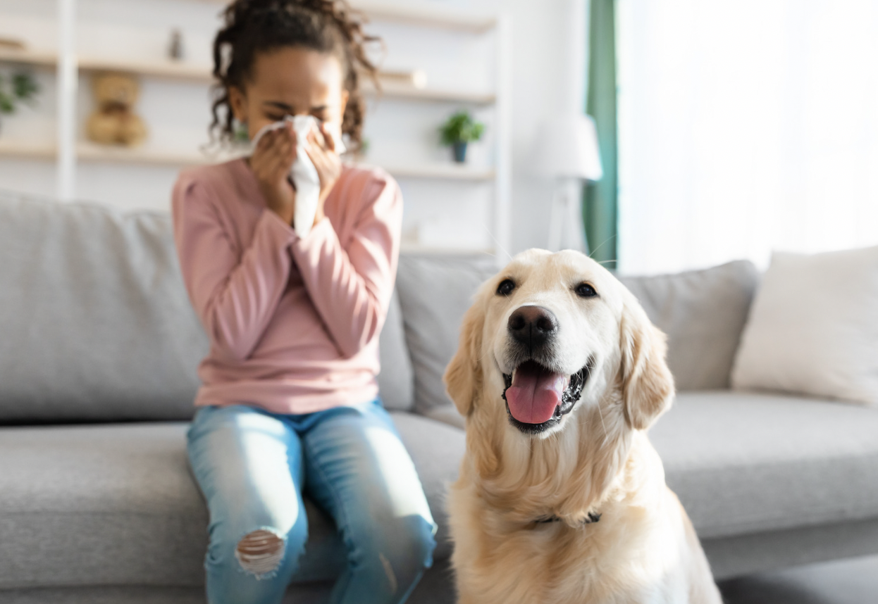 Are Labrador Retrievers Hypoallergenic? The Truth Unveiled Rocky Kanaka