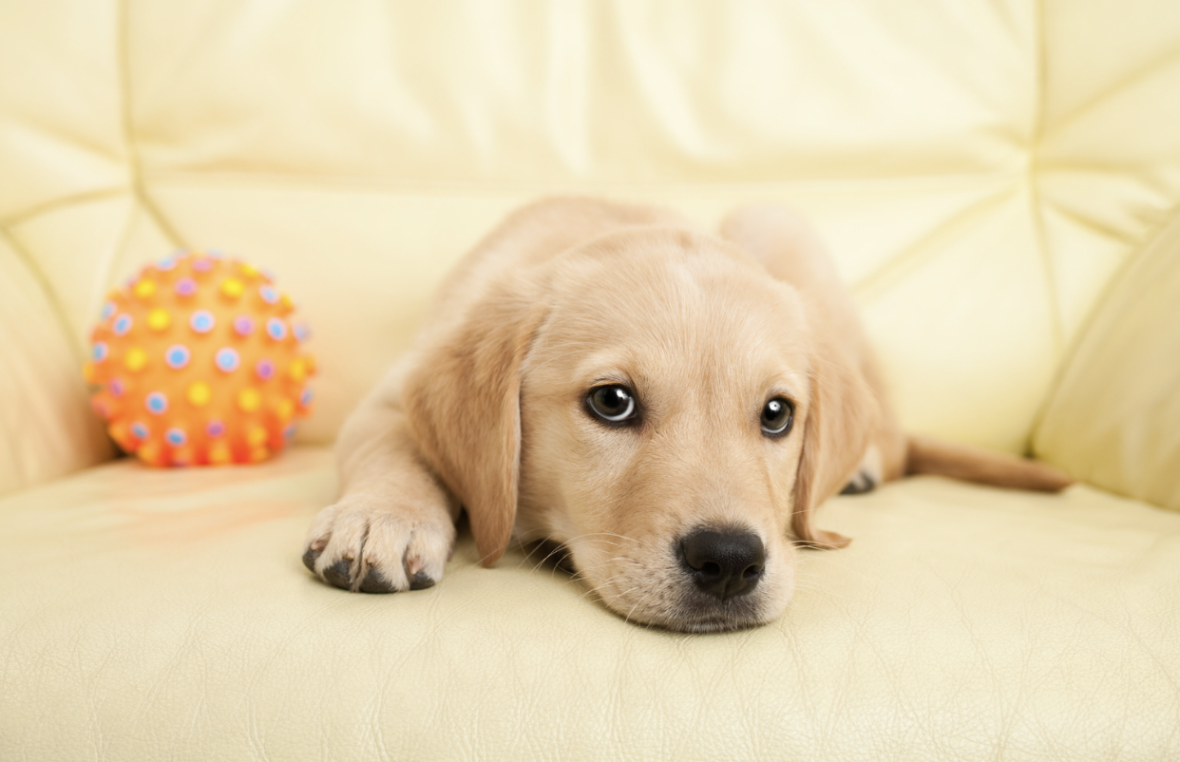 Are Labrador Retrievers Hypoallergenic?