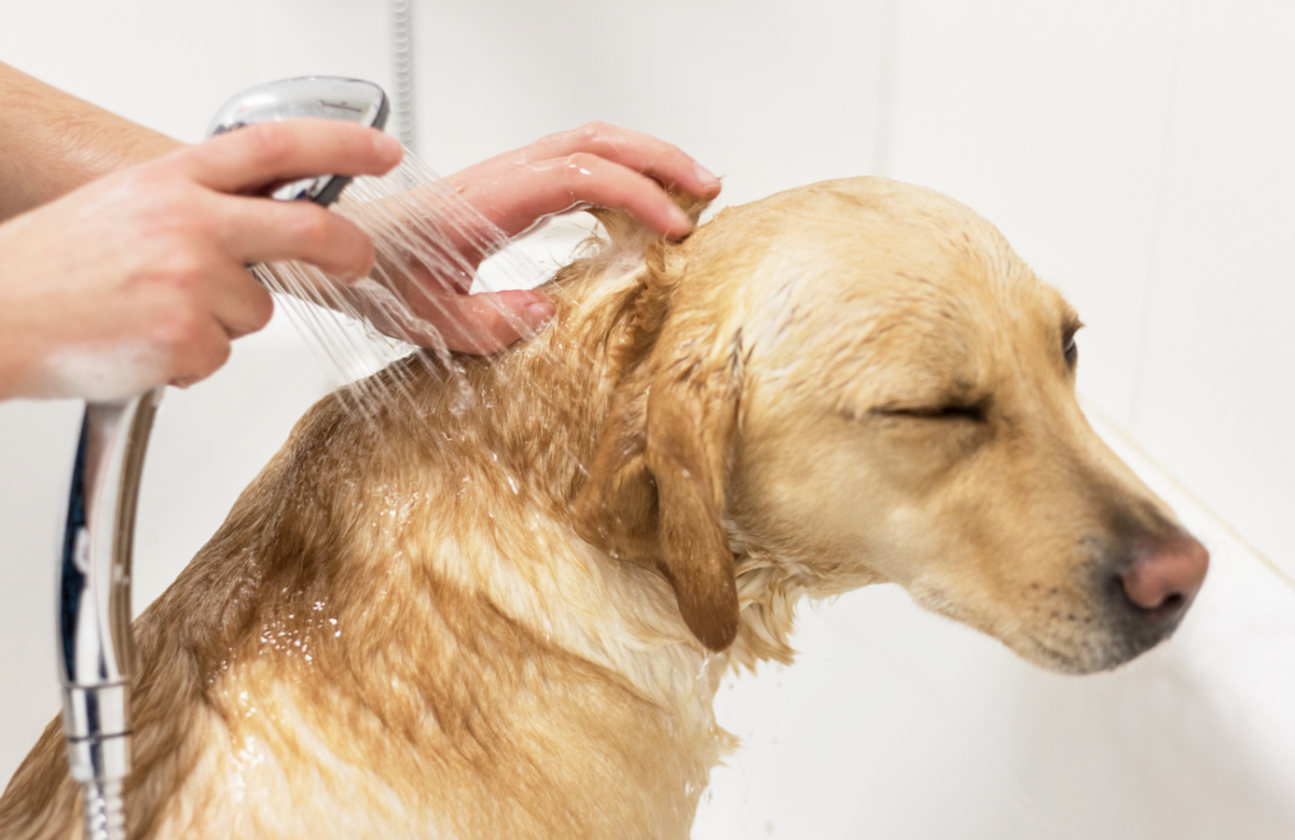 Labrador retriever getting bath