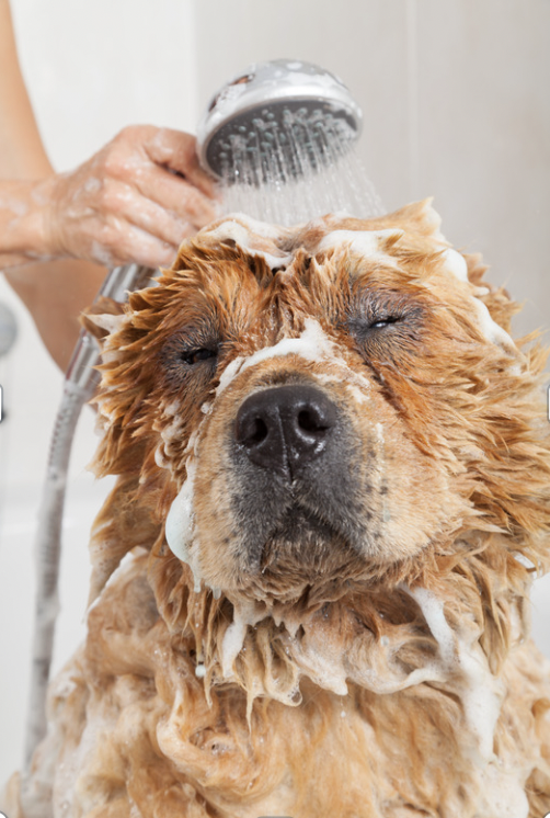 bathing a chow chow - Are Chow Chows Hypoallergenic?