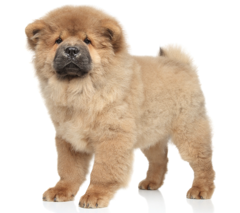 Are Chow Chows Hypoallergenic?