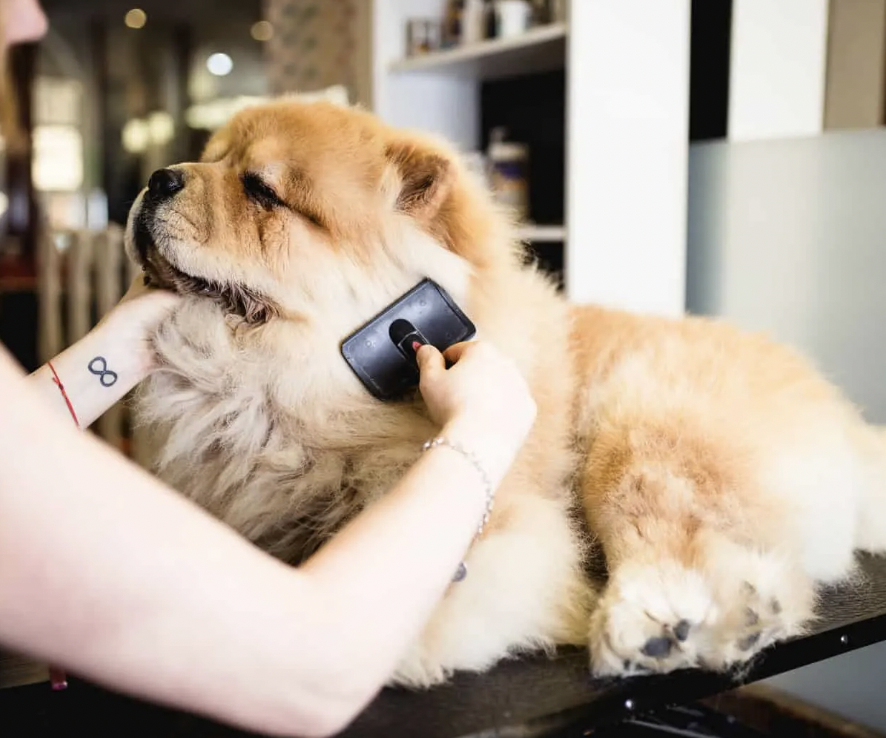 Brushing a Chow Chow - Are Chow Chows Hypoallergenic?