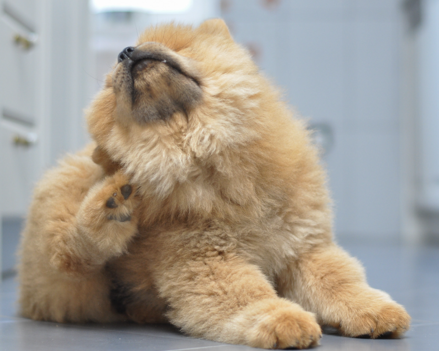 Are Chow Chows Hypoallergenic?