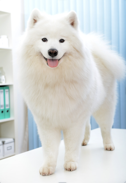A Samoyed dog in a grooming