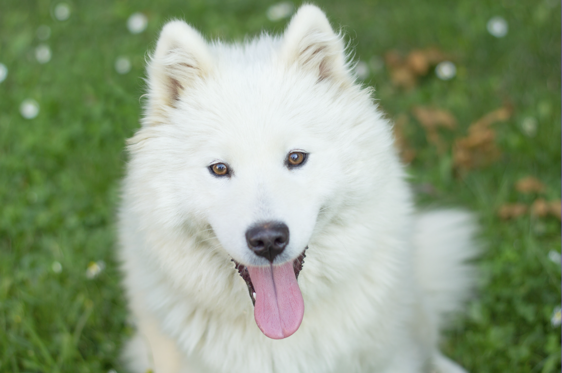 Are Samoyed Dogs Hypoallergenic?