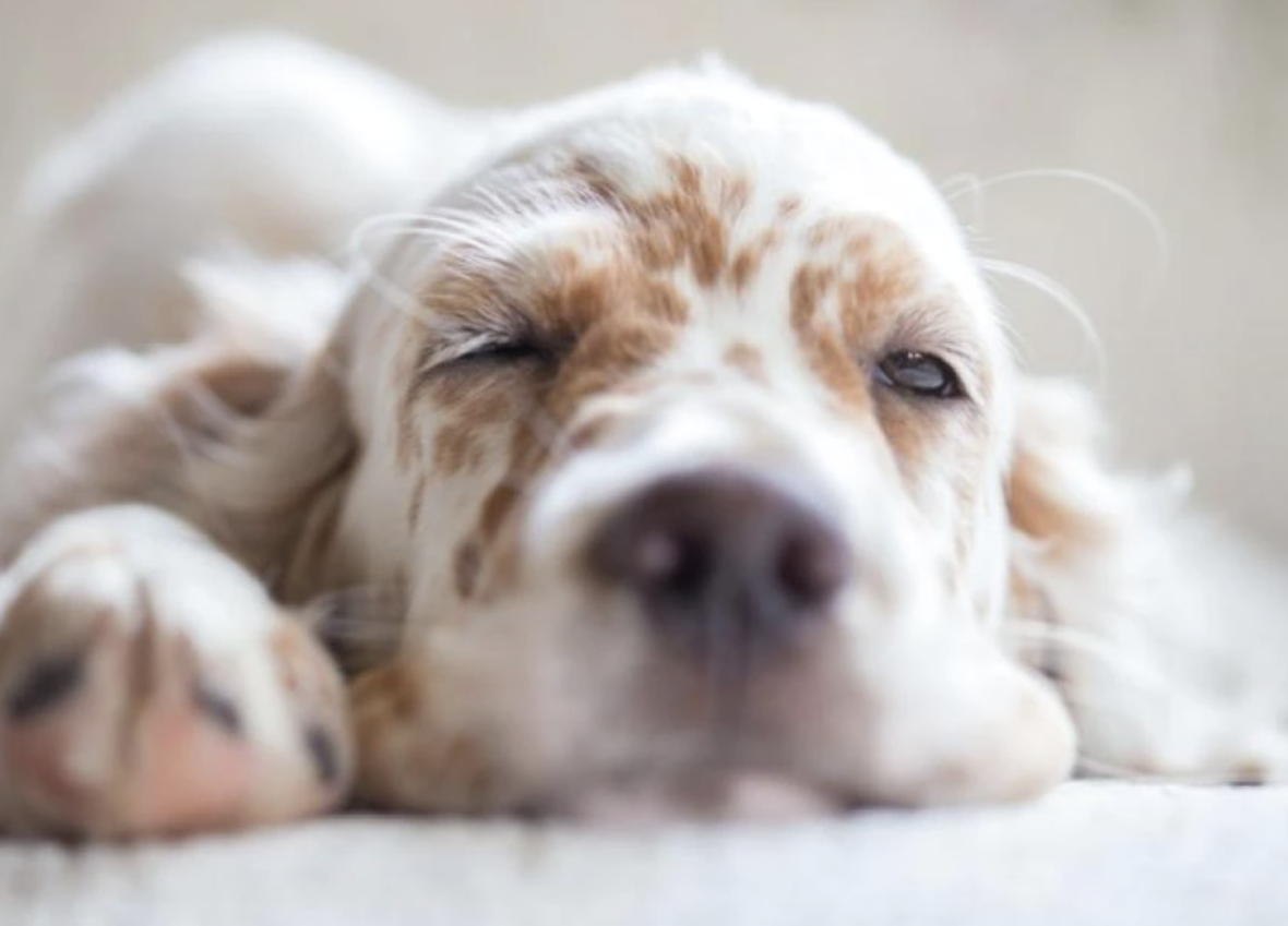 Why Do Dogs Sleep with Their Eyes Open?