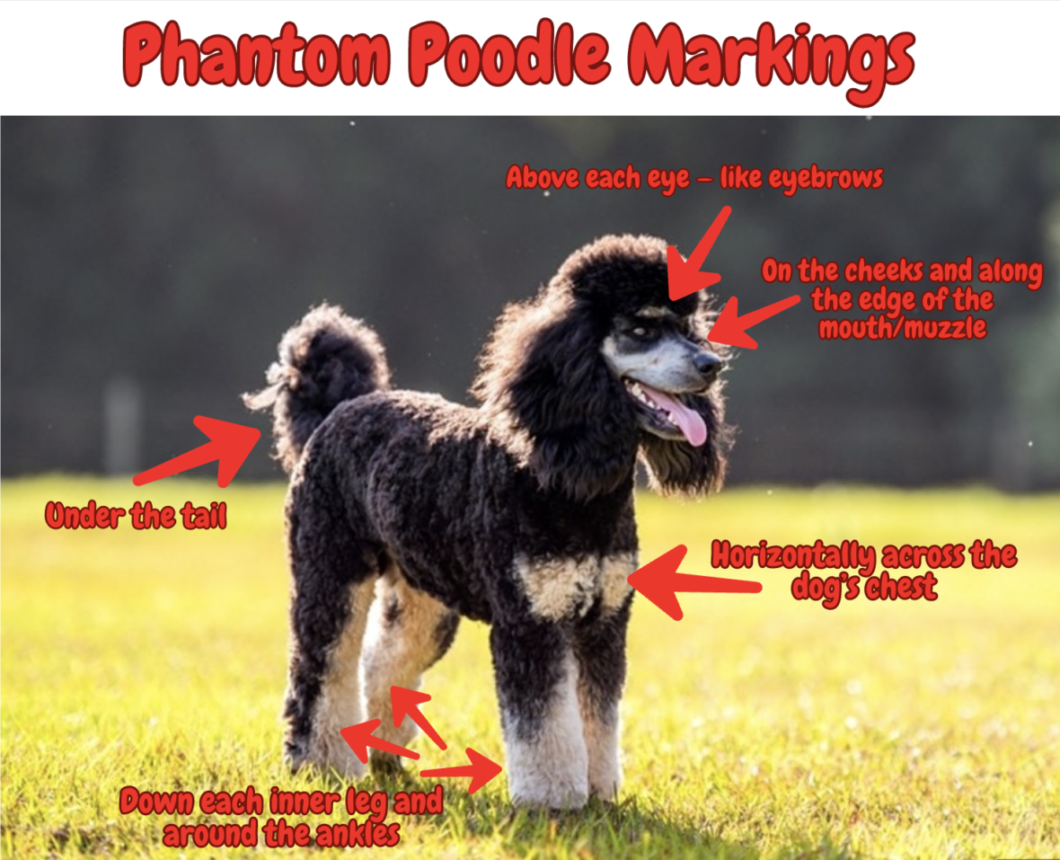 Phantom Poodle Markings