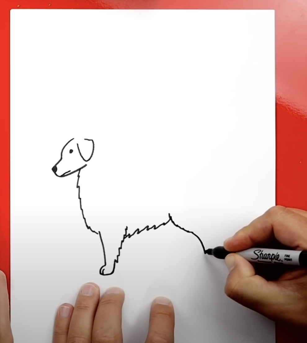 How to Draw A Golden Retriever