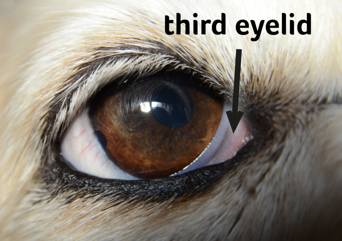 dog's 3rd eyelid