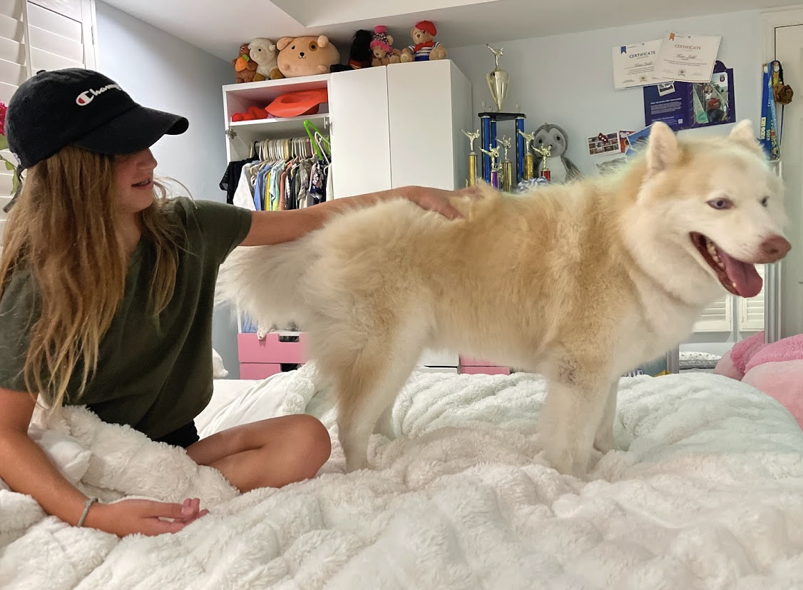 a full grown pomsky can be between 25-45 pounds