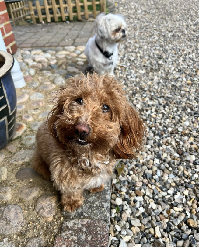 Dachshund and hot sale poodle