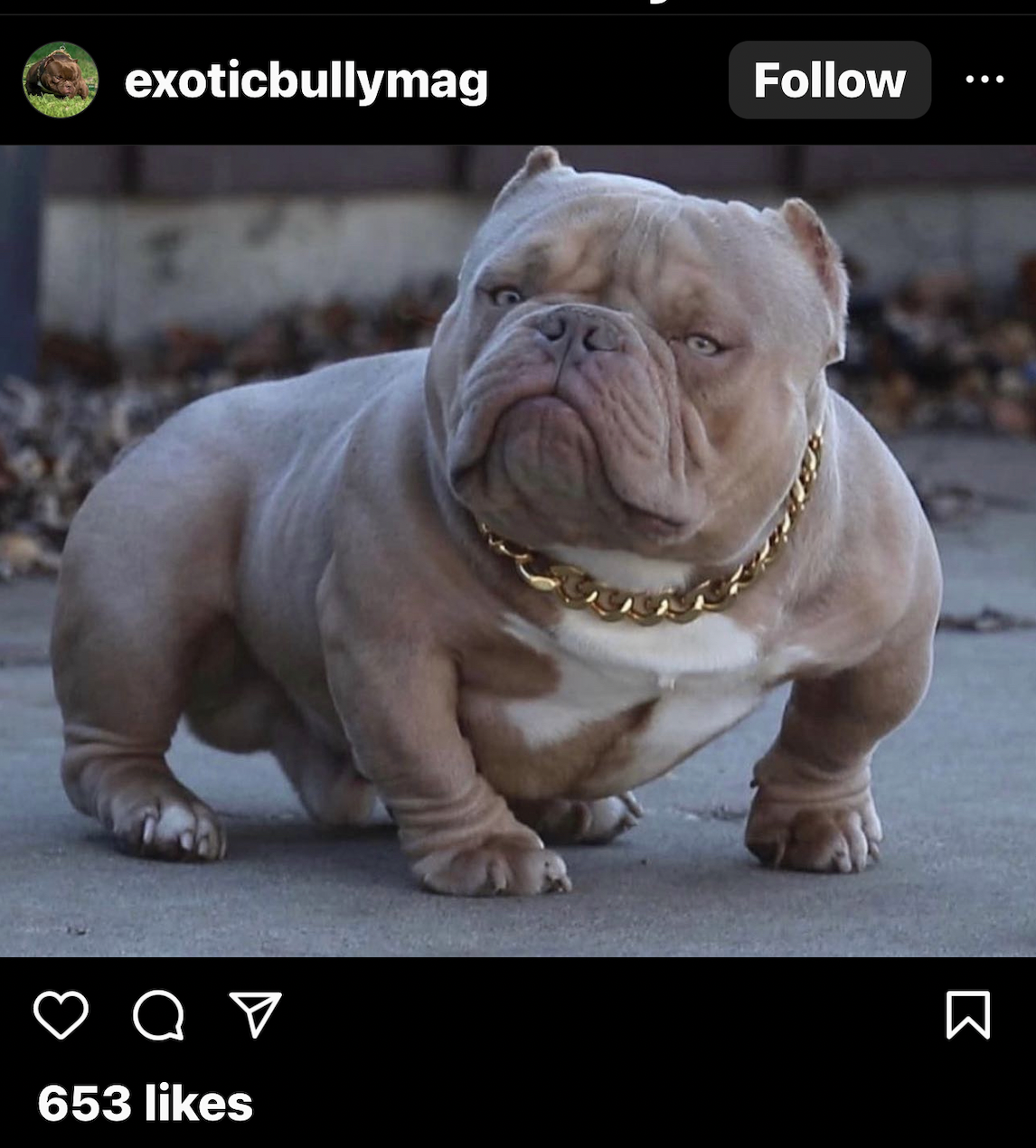 LIFE SPAN OF American Bully