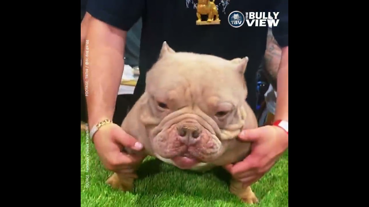 The Micro Bully: Is It the Smallest Luxury Bully Breed For You