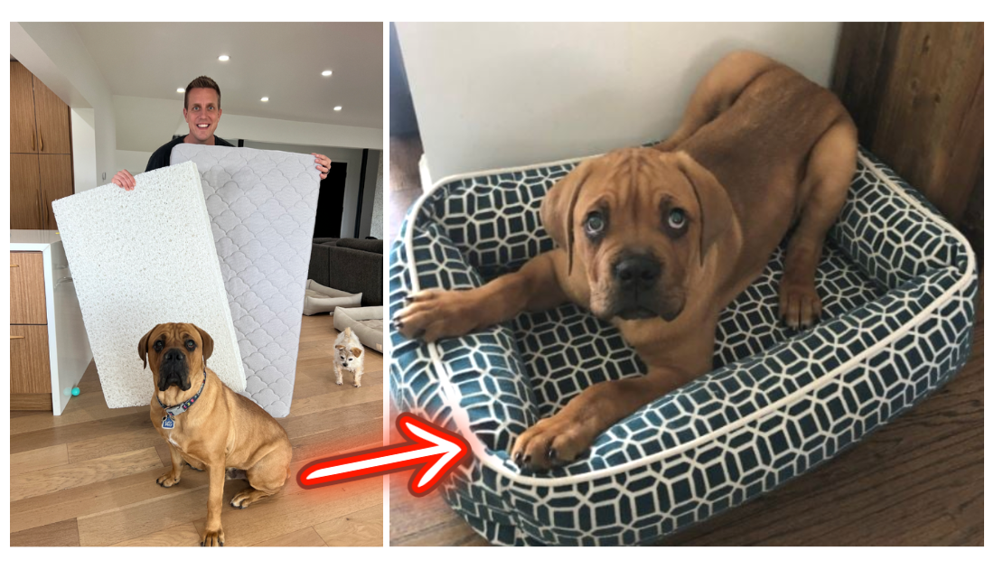 https://rockykanaka.com/wp-content/uploads/2023/05/dog-bed.png