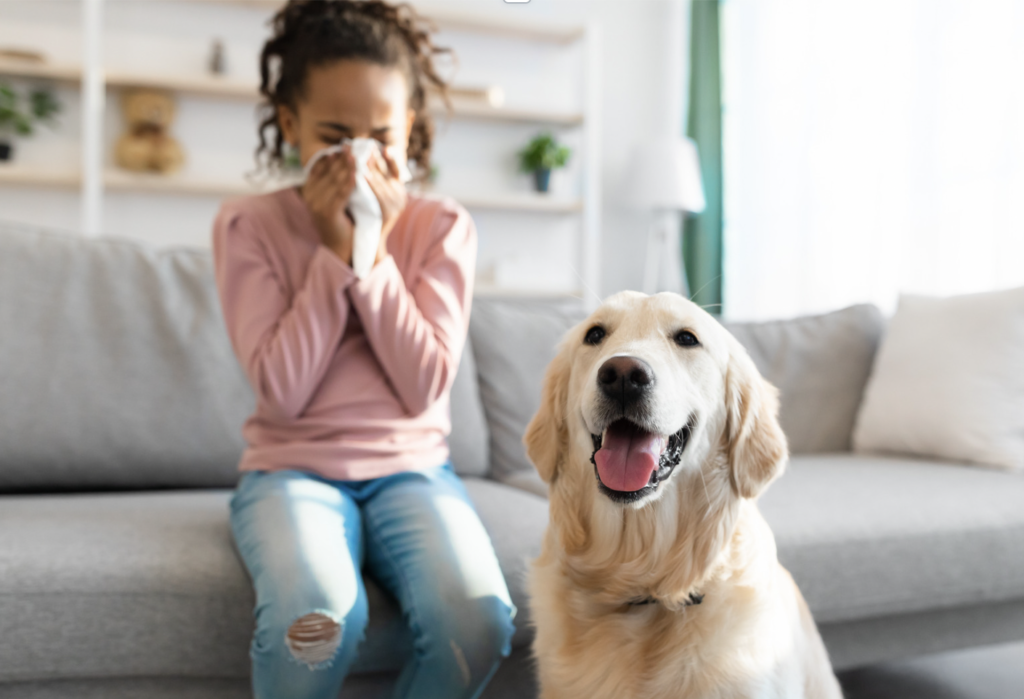 Dog Allergies in Humans - Are Huskies Hypoallergenic?