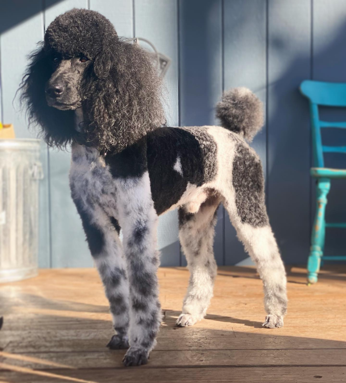 Parti standard deals poodle breeders