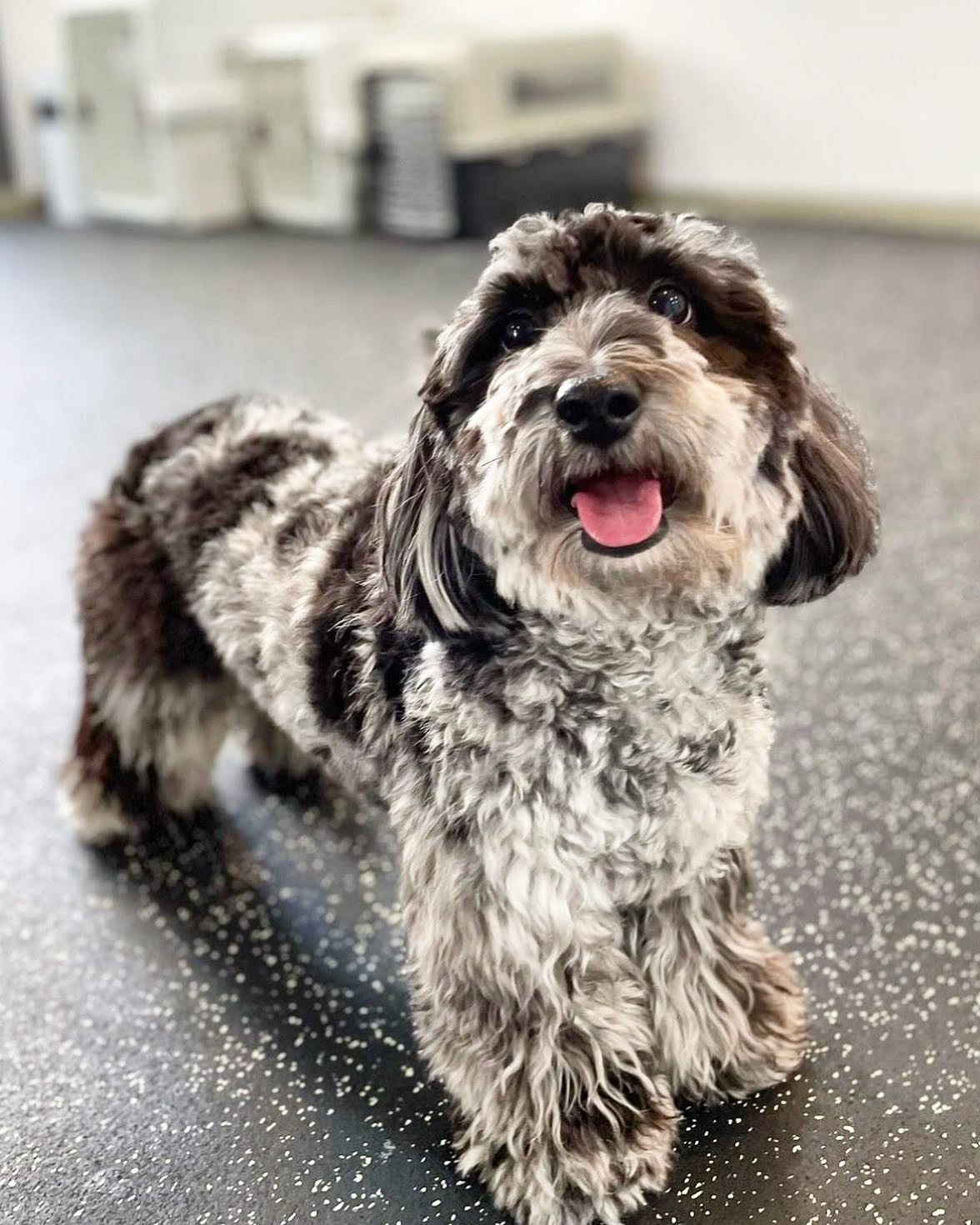 Long haired hot sale dachshund poodle mix