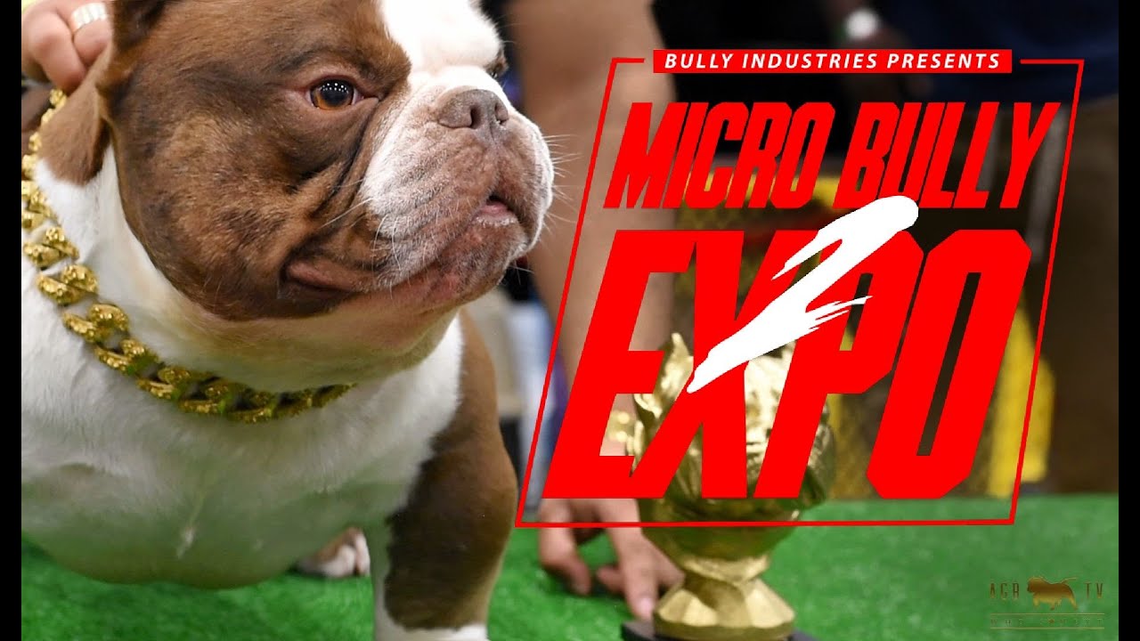 The Micro Bully: Is It the Smallest Luxury Bully Breed For You