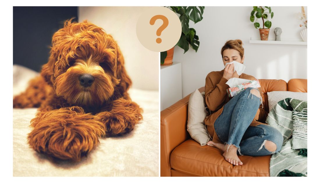 Are Australian Labradoodles really hypoallergenic? 