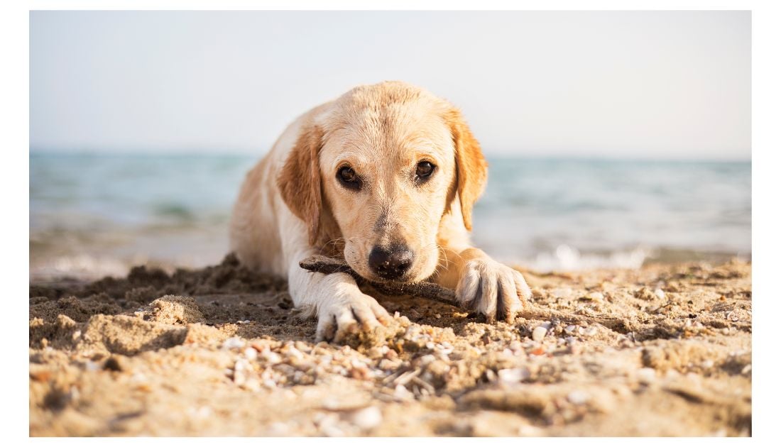 50-beach-dog-names-for-your-coastal-canine-companion-rocky-kanaka