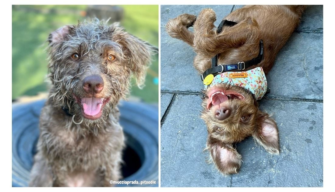 Pitbull mixed sale with poodle puppies