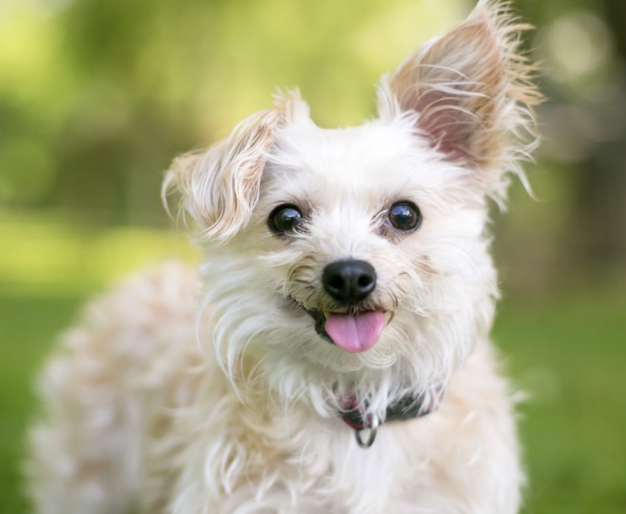 Toy shop poodle chihuahua