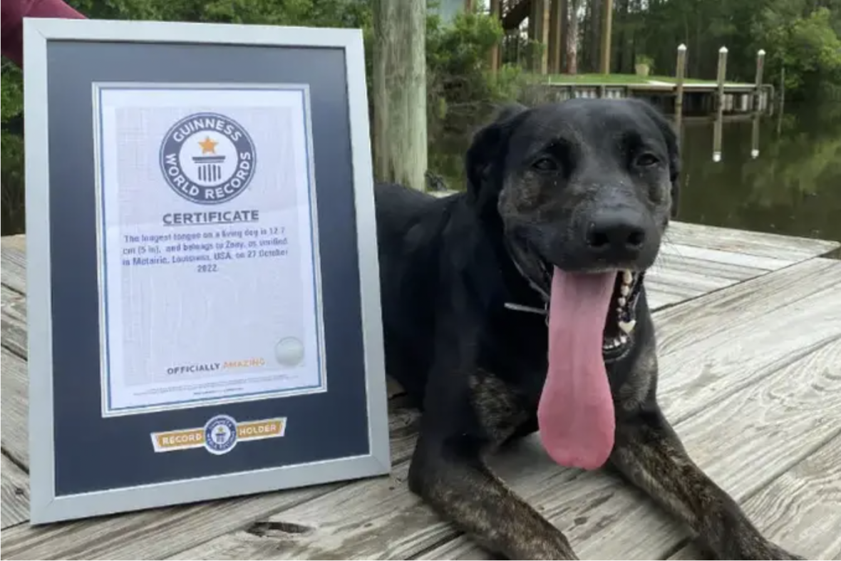 Dog Sets World Record for Longest Tongue on a Living Canine