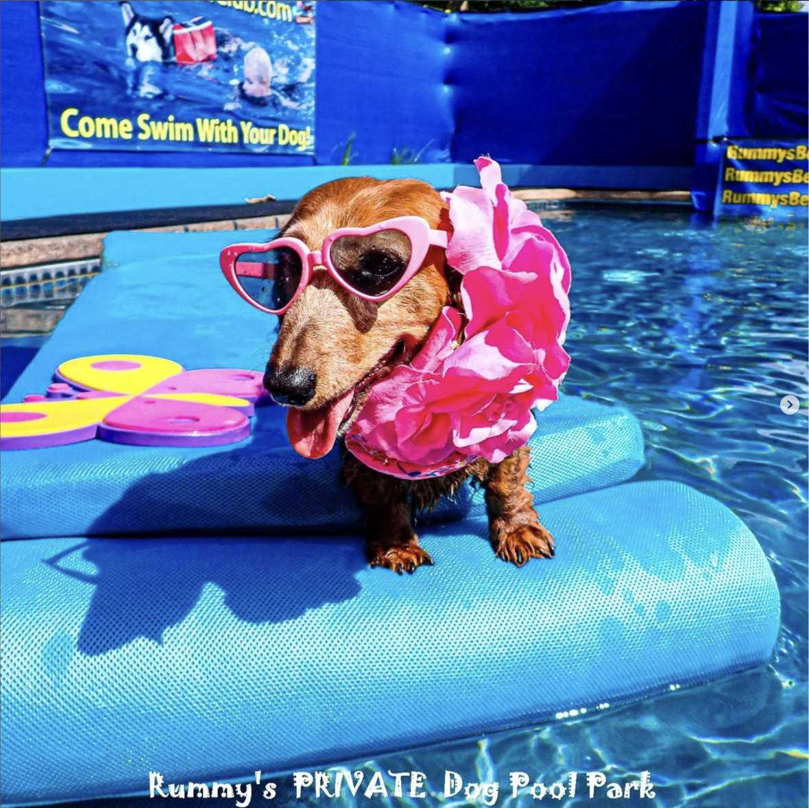 Dog Water Parks in America