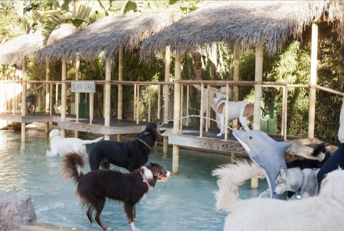 dog water parks in america