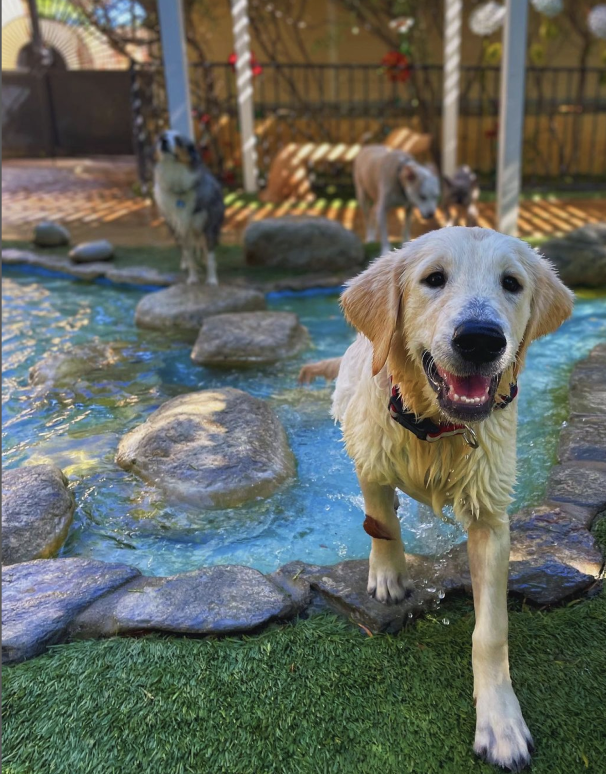 water parks for dogs