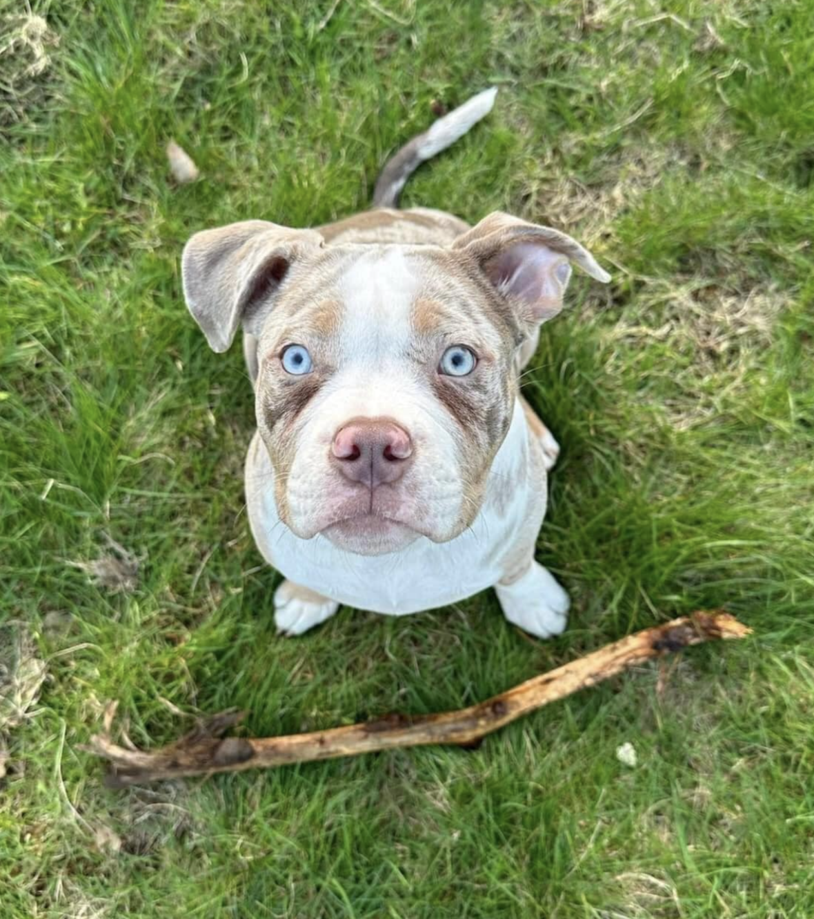 clean exotic bully