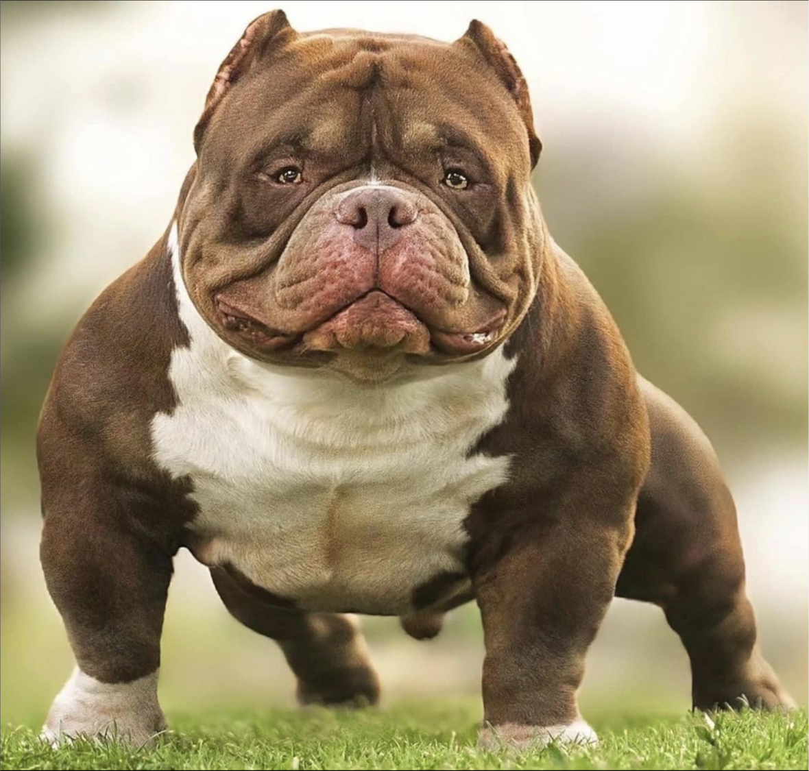 exotic bully