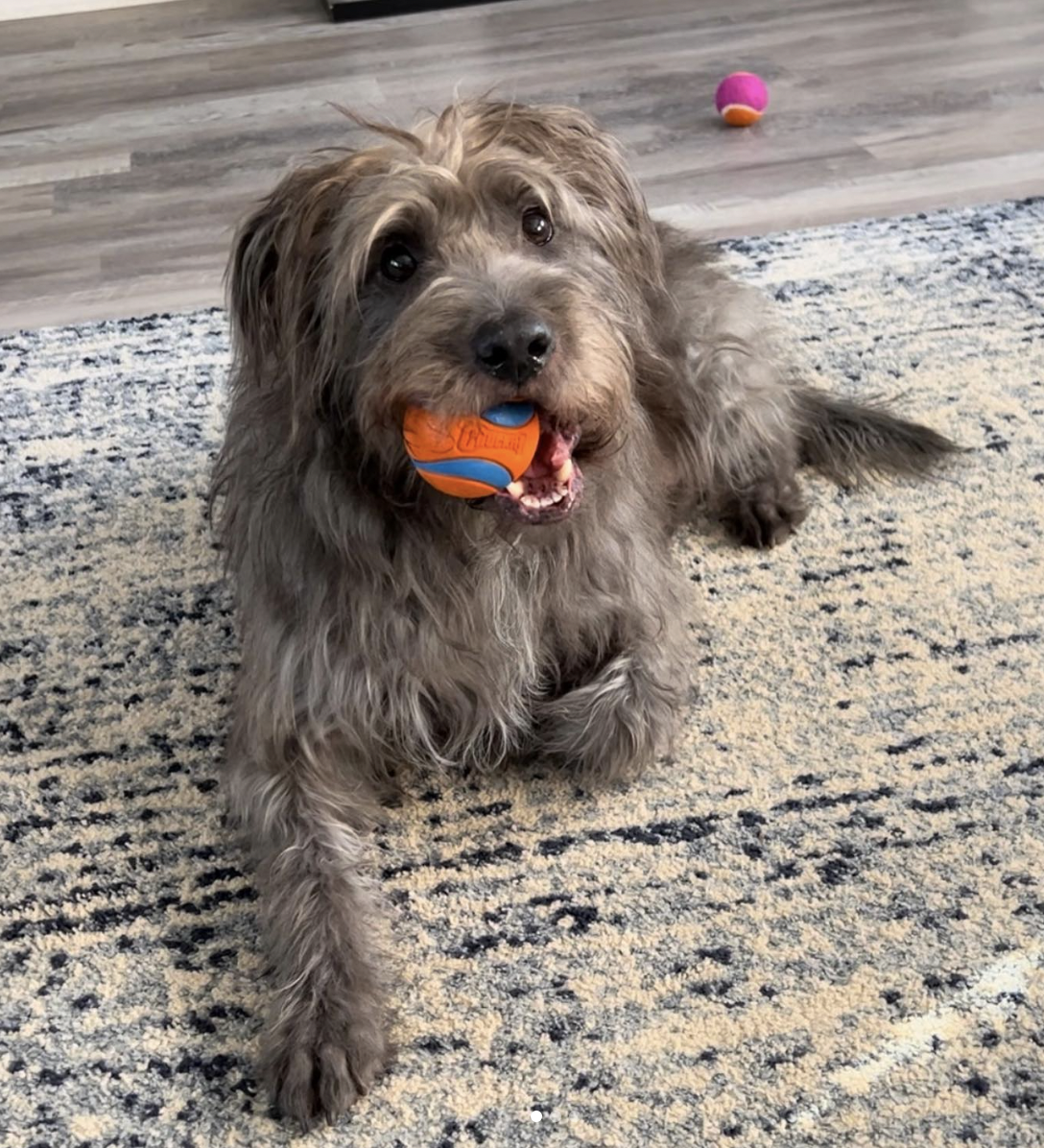 American staffordshire sale terrier poodle mix