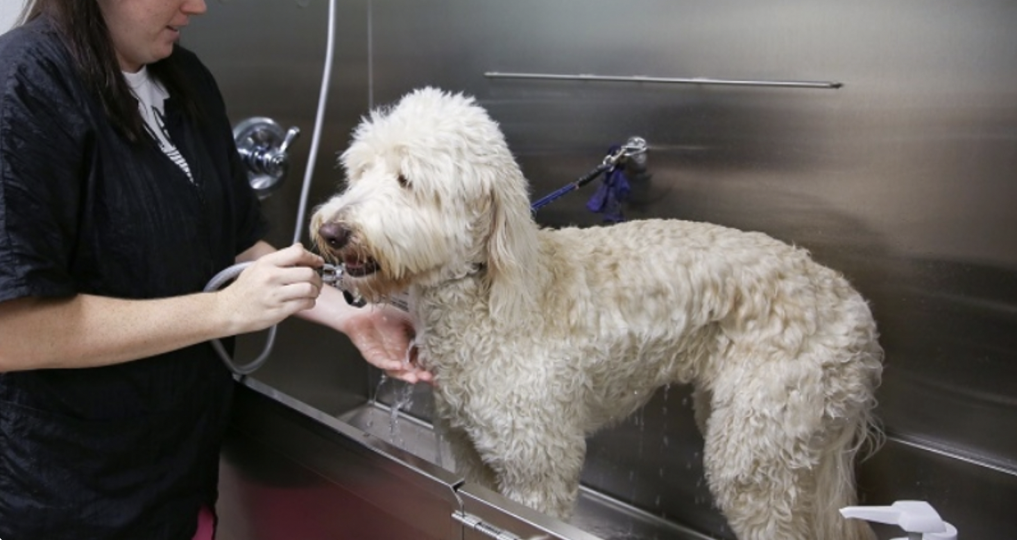 Discover the Pitdoodle The Perfect Blend of Pit Bull and Poodle