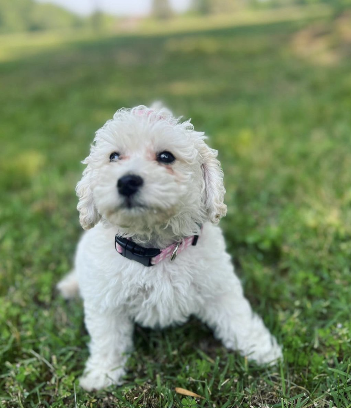 Toy Goldendoodle: A Perfect Blend of Charm and Companionship