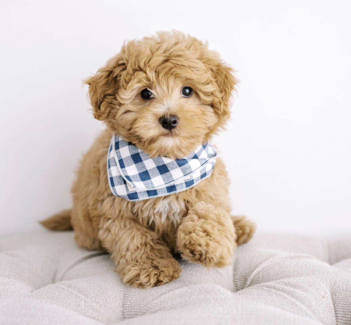 A micro goldendoodle