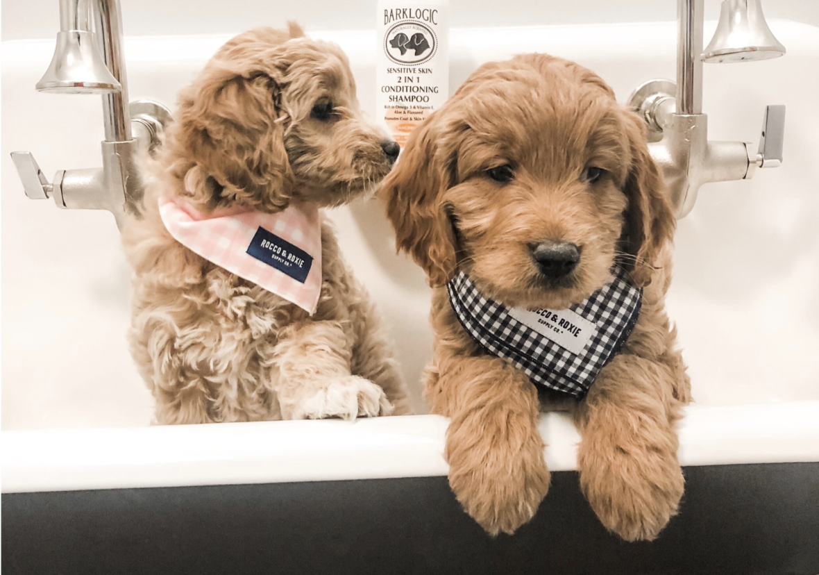 micro goldendoodle grooming