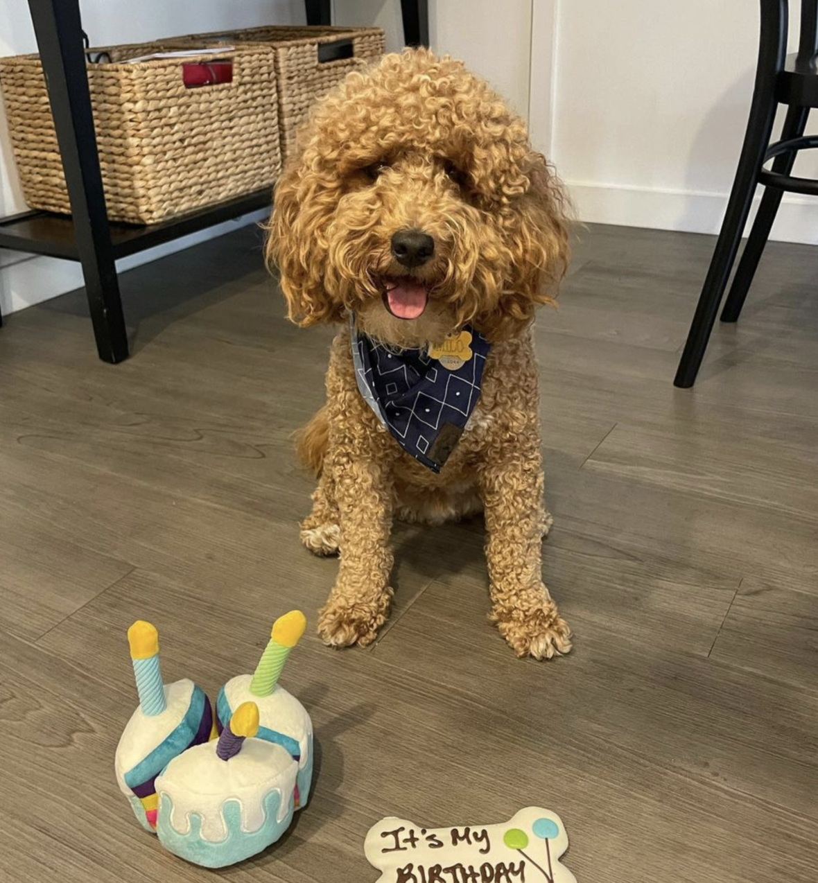 A micro goldendoodle