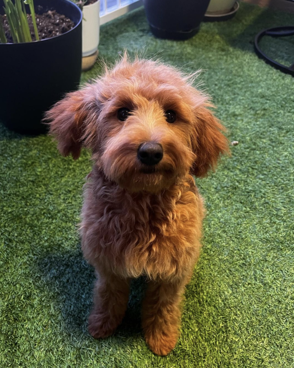 Toy Goldendoodle: A Perfect Blend of Charm and Companionship