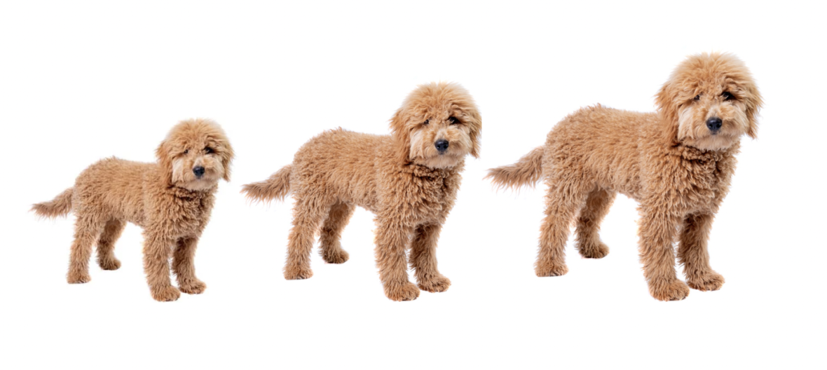 Average size of mini hot sale goldendoodle