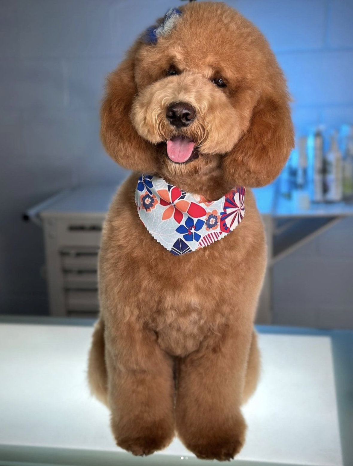 Teddy Bear Goldendoodle Haircut