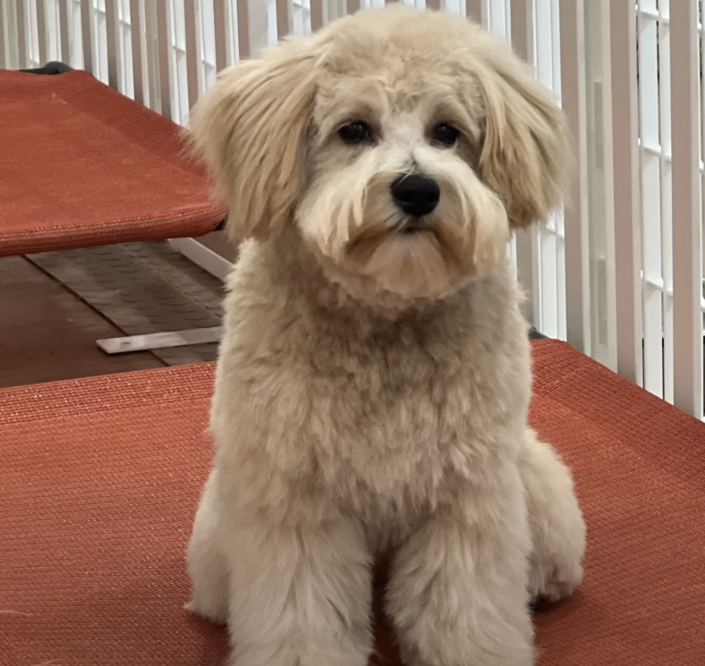 Unveiling The Perfect Teddy Bear Goldendoodle Haircut Rocky Kanaka   Screen Shot 2023 06 16 At 4.50.53 PM 788x745 