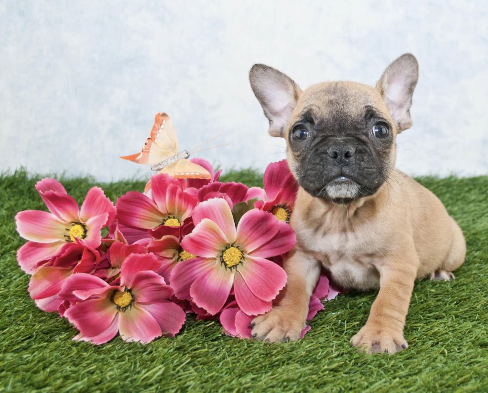 french bulldog next to flowers