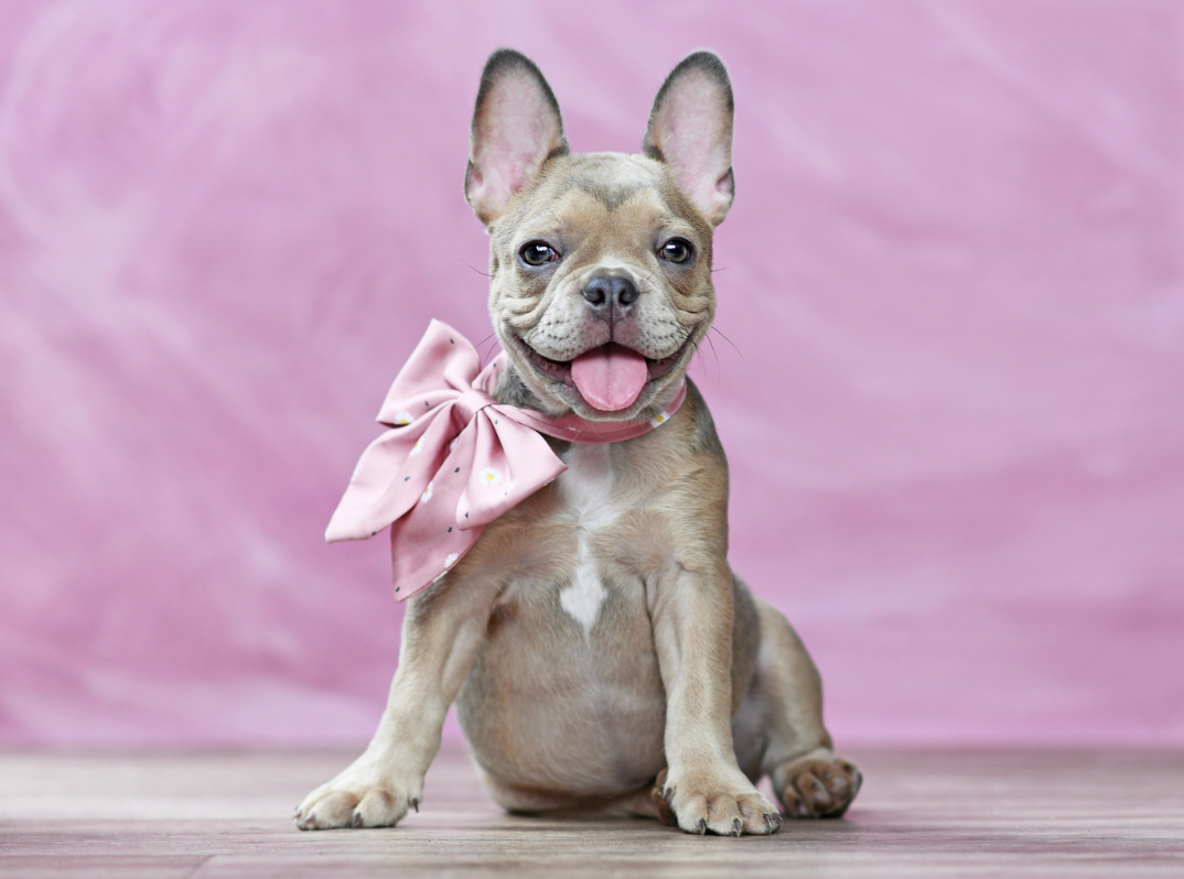 A female french bulldog with a bow on
